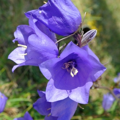 Campanule à feuilles de pêcher