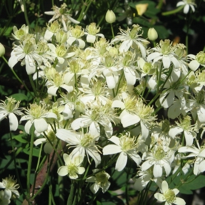 CLEMATIS