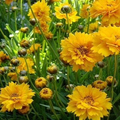 Coreopsis à grandes fleurs Early Sunrise