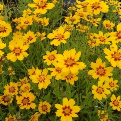 Coreopsis lancéolé Rotkhlchen