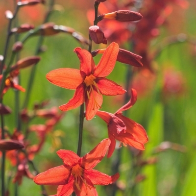 CROCOSMIA