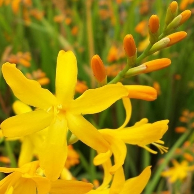 Montbrétia Gerbe d'or