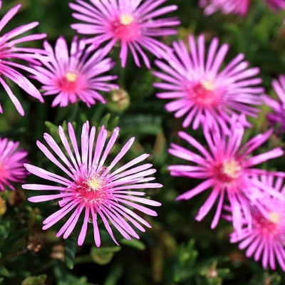 DELOSPERMA