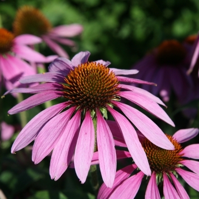 Rudbeckia pourpre