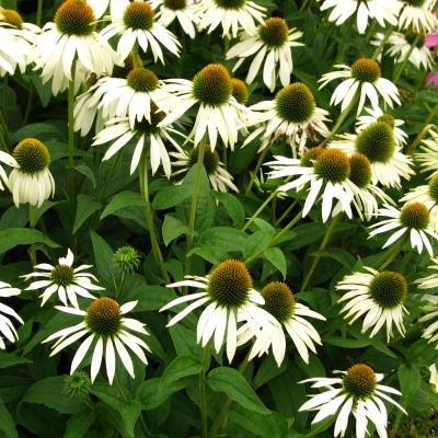 Rudbeckia pourpre Alba