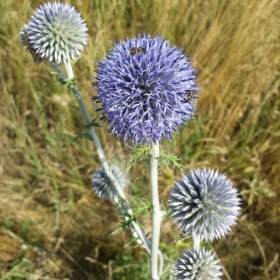 ECHINOPS