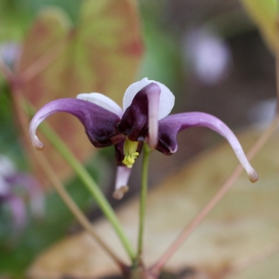 Fleurs des Elfes acuminatum