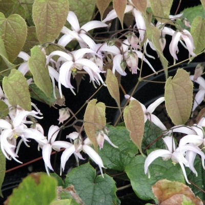 Fleurs des Elfes leptorrhizum