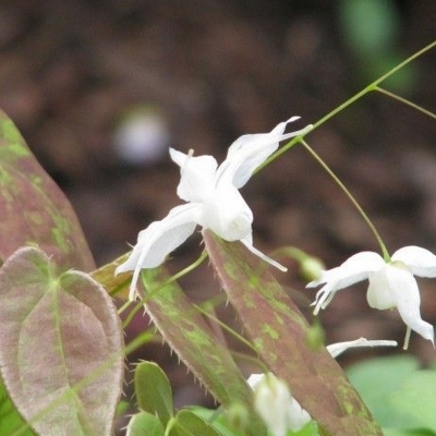 Fleurs des Elfes ogisui