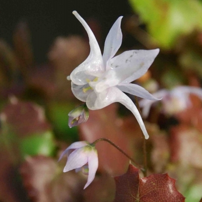 Fleurs des Elfes pauciflorum