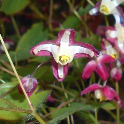 Fleurs des Elfes rubrum