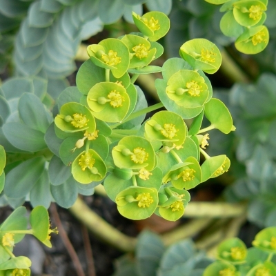 EUPHORBIA