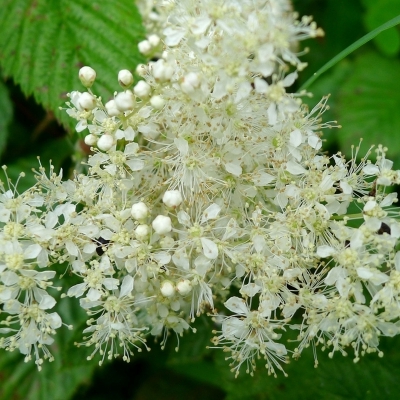 FILIPENDULA 