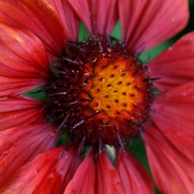 GAILLARDIA