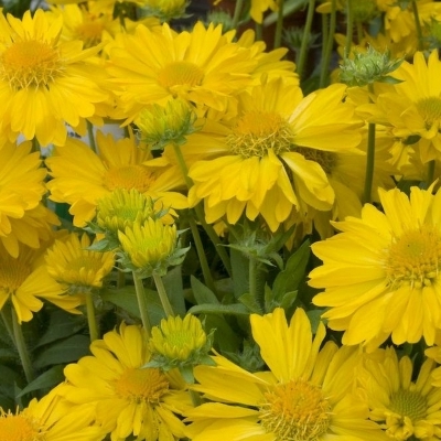 Gaillarde Chloé