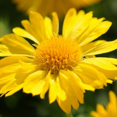 Gaillarde Mesa Yellow