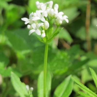 GALIUM