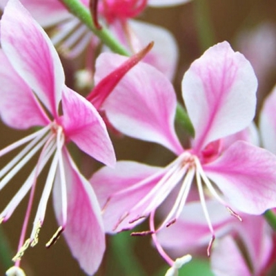 Gaura de Lindheimer Compact Pink