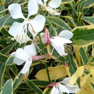 Gaura de Lindheimer Corrie's Gold