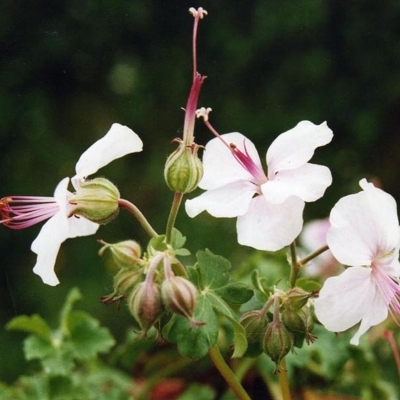 Géranium vivace Biokovo