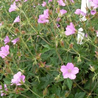 Bec de grue, Géranium d'Endress