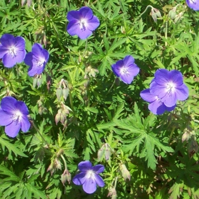 Géranium x Johnson's Blue