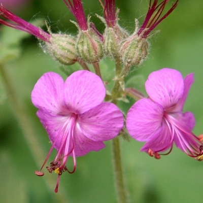 Géranium Bevan's Variety