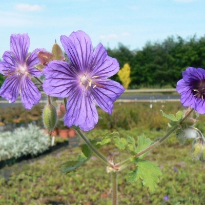 Géranium des prés