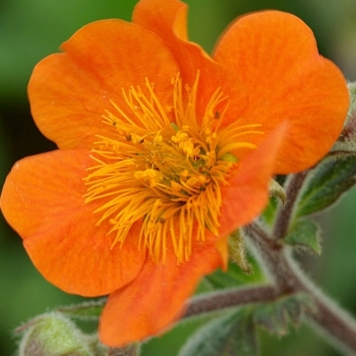 GEUM