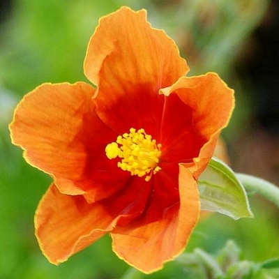 HELIANTHEMUM