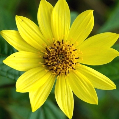 HELIANTHUS 