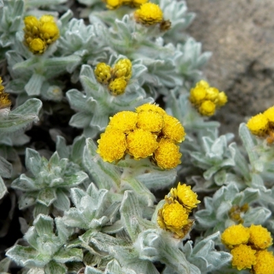 HELICHRYSUM