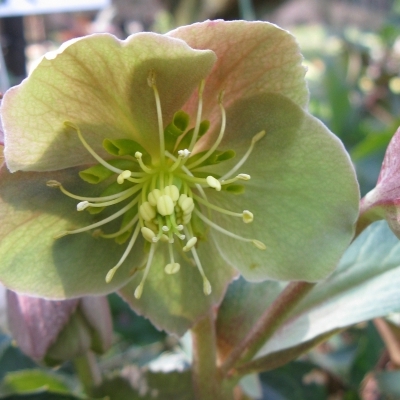 Rose de Noël x sterni, Hellebore sterni