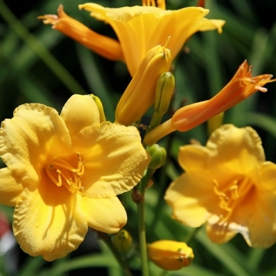 HEMEROCALLIS