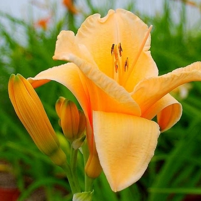 Lys d'un jour Flames of Fortune, Hémerocalle Flames of Fortune