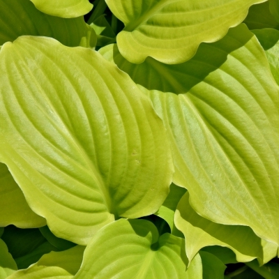 Hosta August Moon