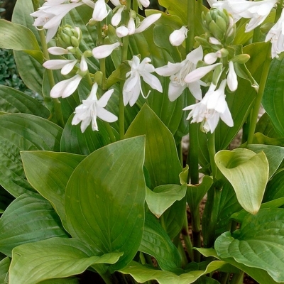 Hosta Royal Standard