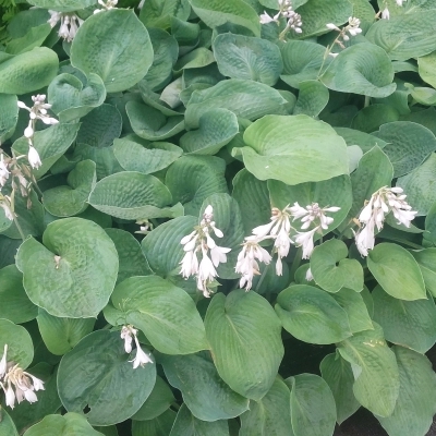 Hosta sieboldiana