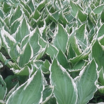 Hosta undulata Albomarginata