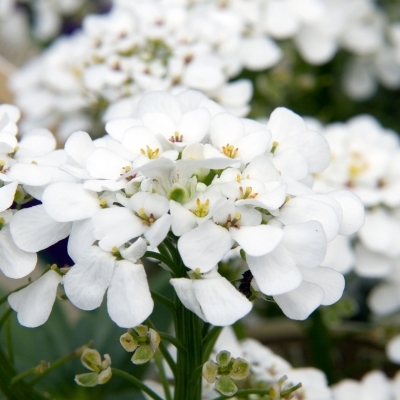 Corbeille d'argent Snowflake, Thlaspi Snowflake