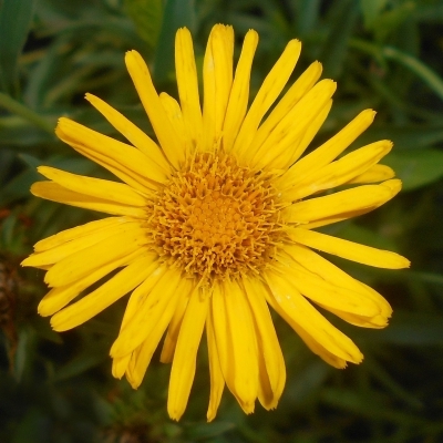 INULA 