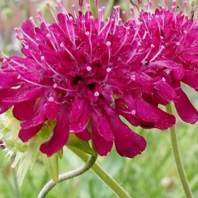 KNAUTIA