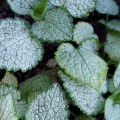 LAMIUM