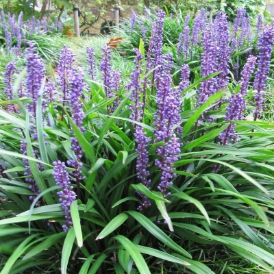 Liriope muscari Big Blue