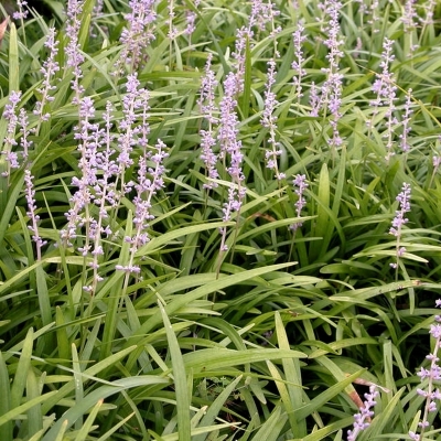 Liriope spicata