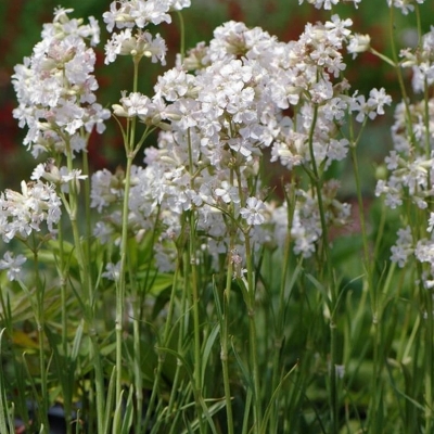 Lychnis viscaria Alba