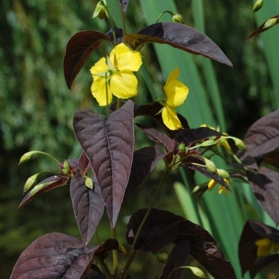 Lysimaque ciliée pourpre