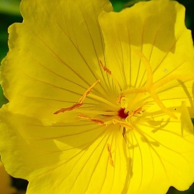 OENOTHERA