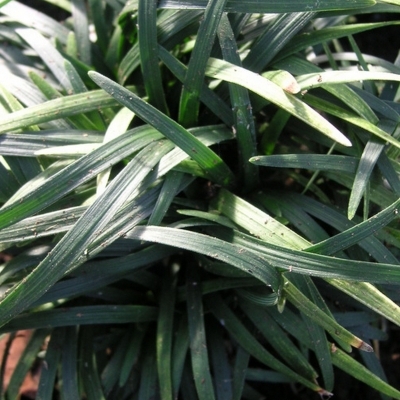 Barbe de serpent Sydney, Muguet du Japon Sydney, Herbe aux turquoises Sydney