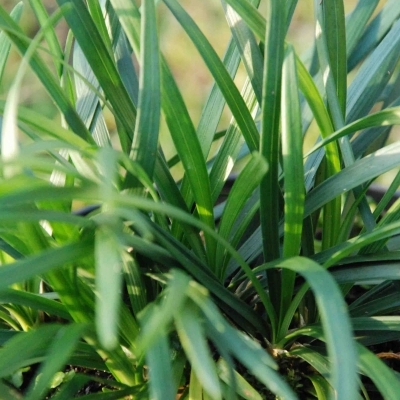 Barbe de serpent viridis, Muguet du Japon viridis, Herbe aux turquoises viridis